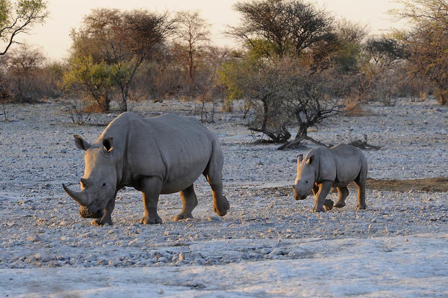 White Rhinoceros