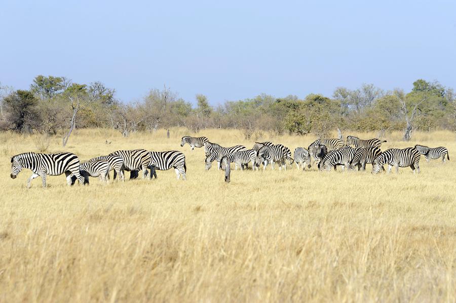 Zebras