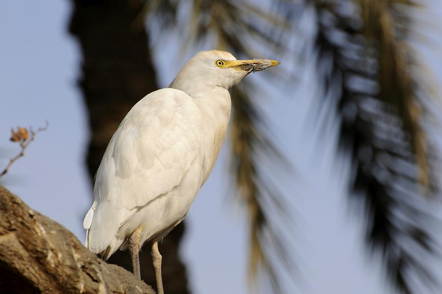 Cattle Egret