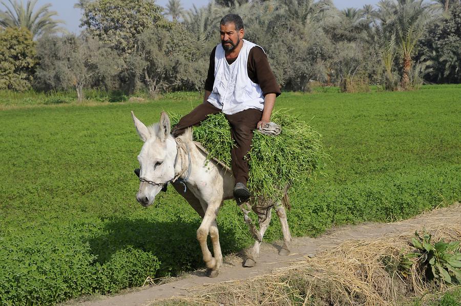 Farmer