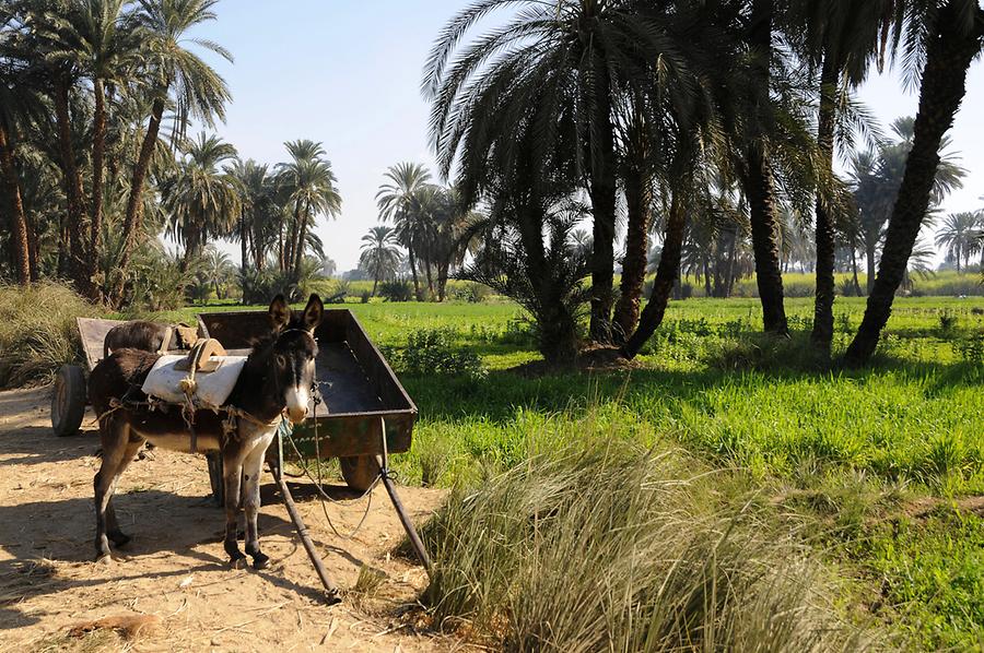 Nile Valley near Dendera