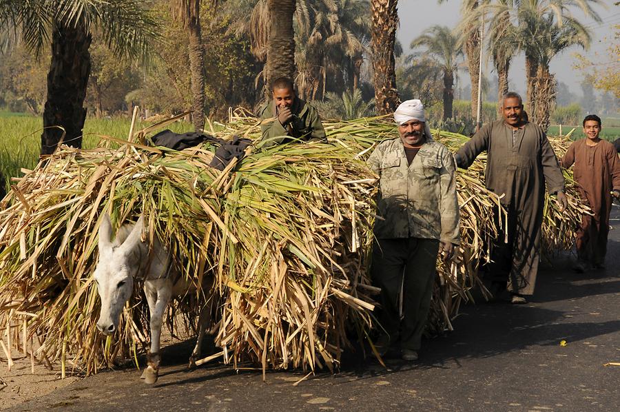 Sugarcane Harvest