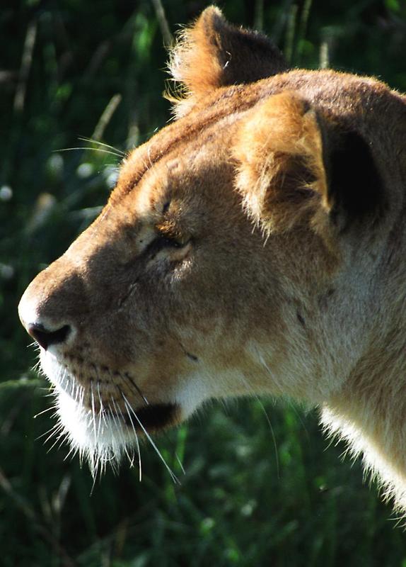 Lion, Masai Mara National Reserve