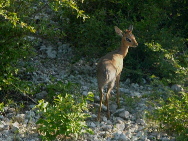 Kirks dik-dik