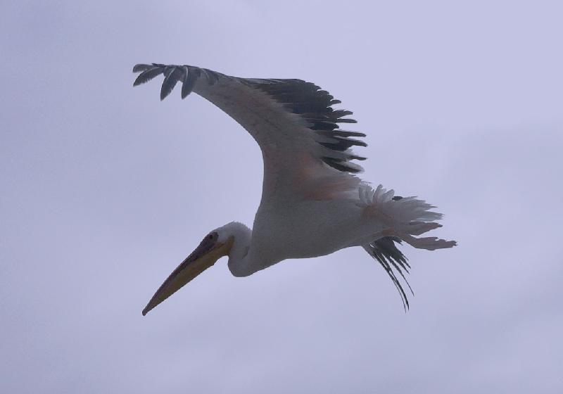 Flying pelican