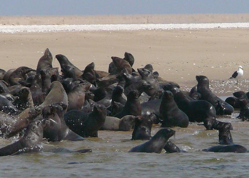 Colony of seals