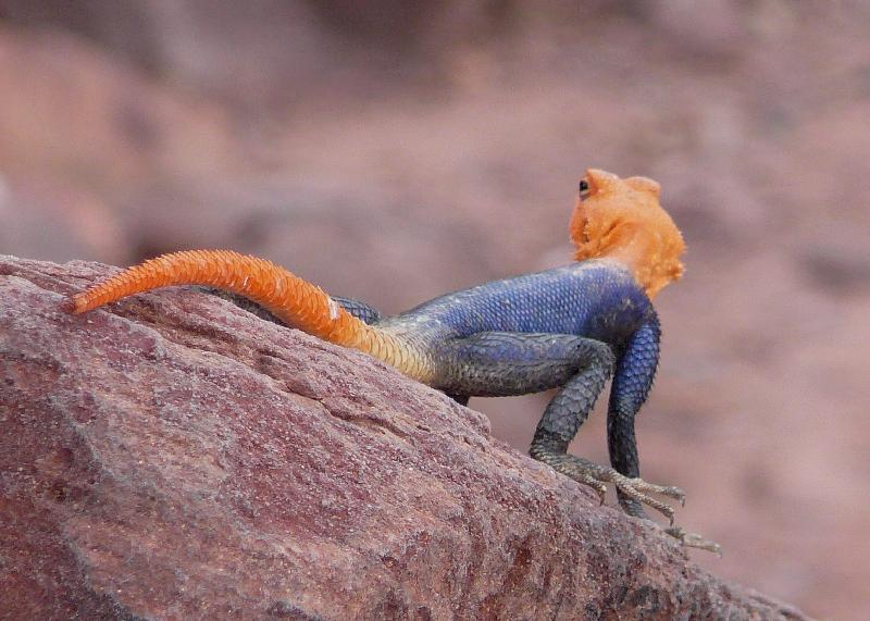 Rock agama