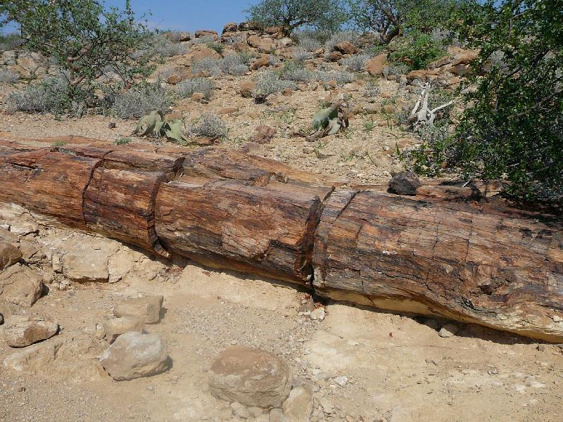 Petrified forest