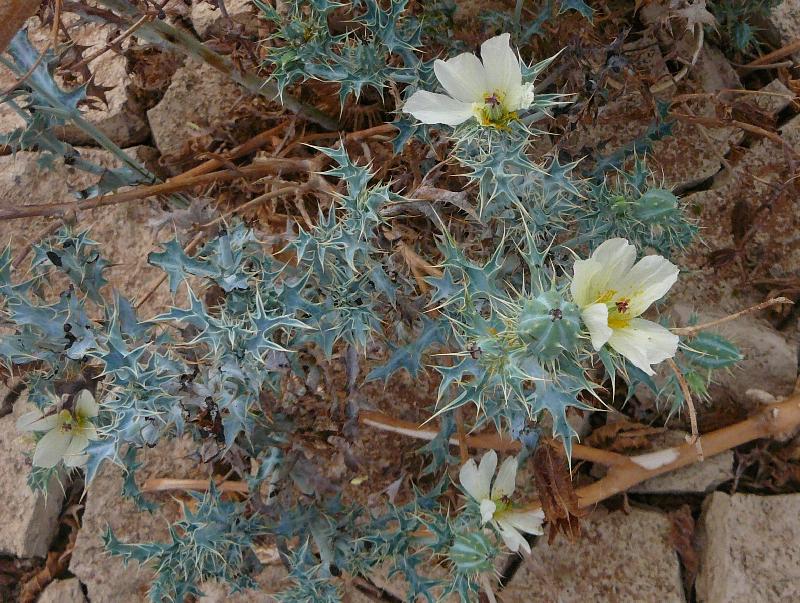 Closeup view of the flowers