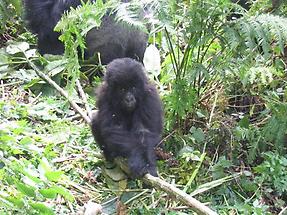 Baby Mountain Gorilla