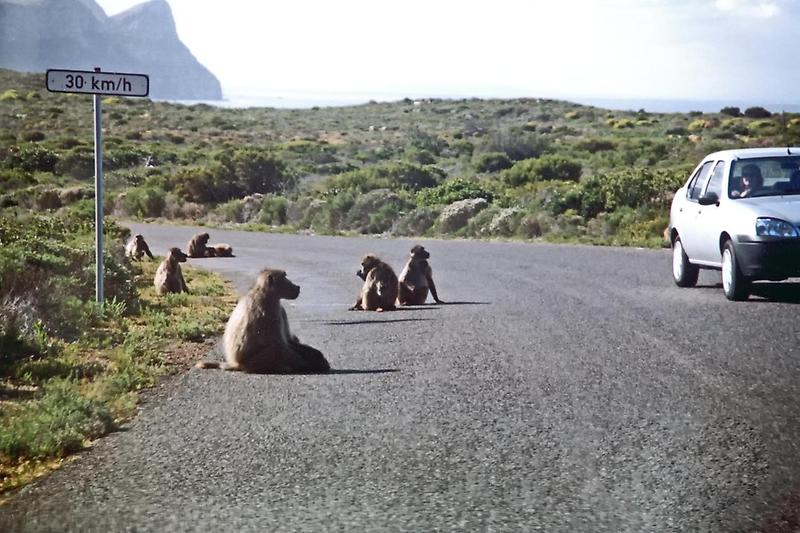 Baboons