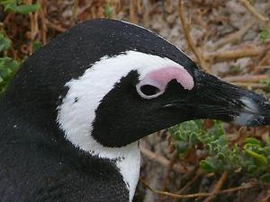 Penguin head