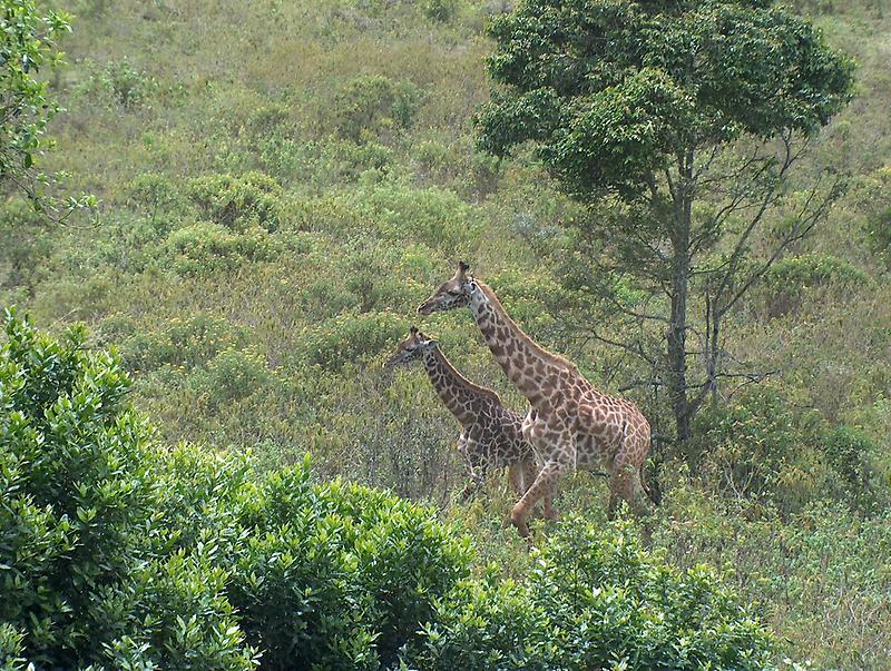 Giraffes