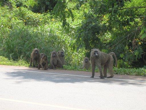 Wild Baboons