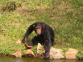 Chimpanzee