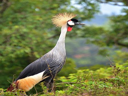African crowned crane, Foto: source: Wikicommons unter CC 