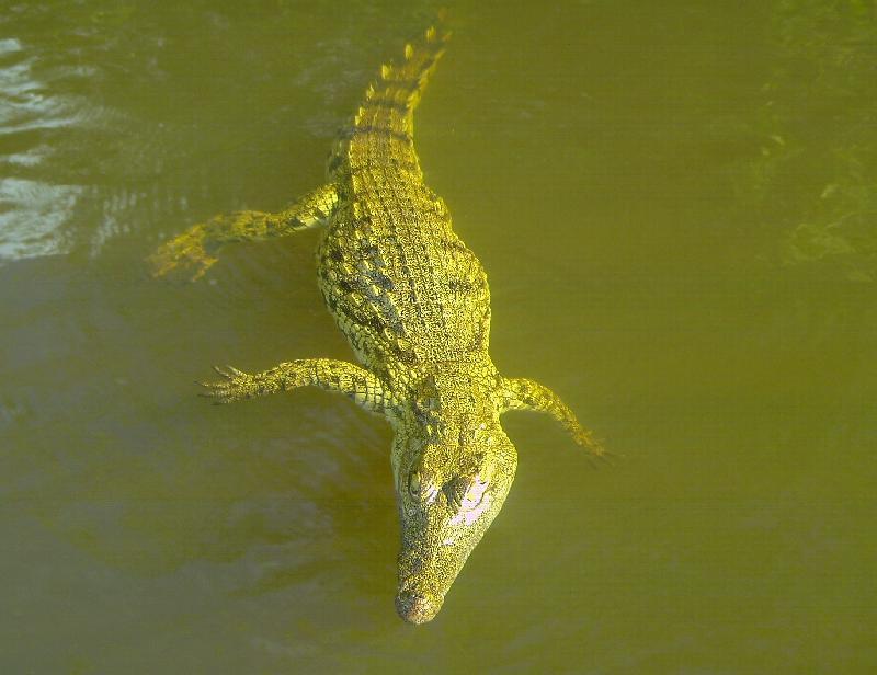 Crocodile