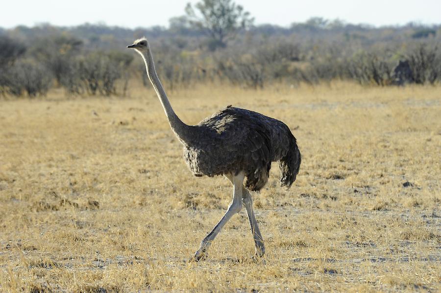 Ostrich