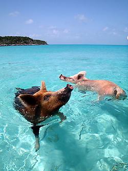 Swimming pigs