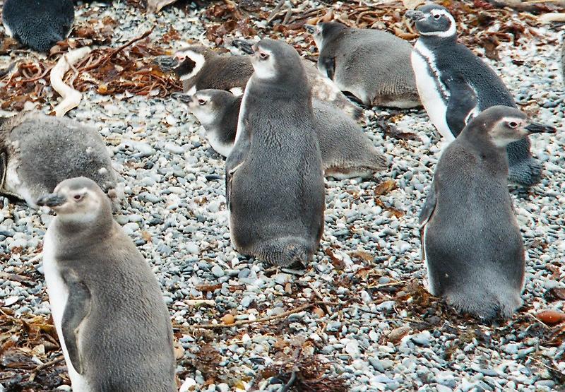 Magellan Penguins