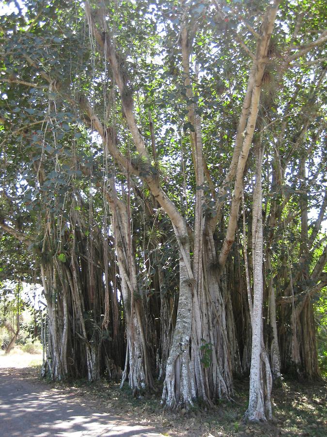 Cienfuegos - Jardin Botanico Soledad