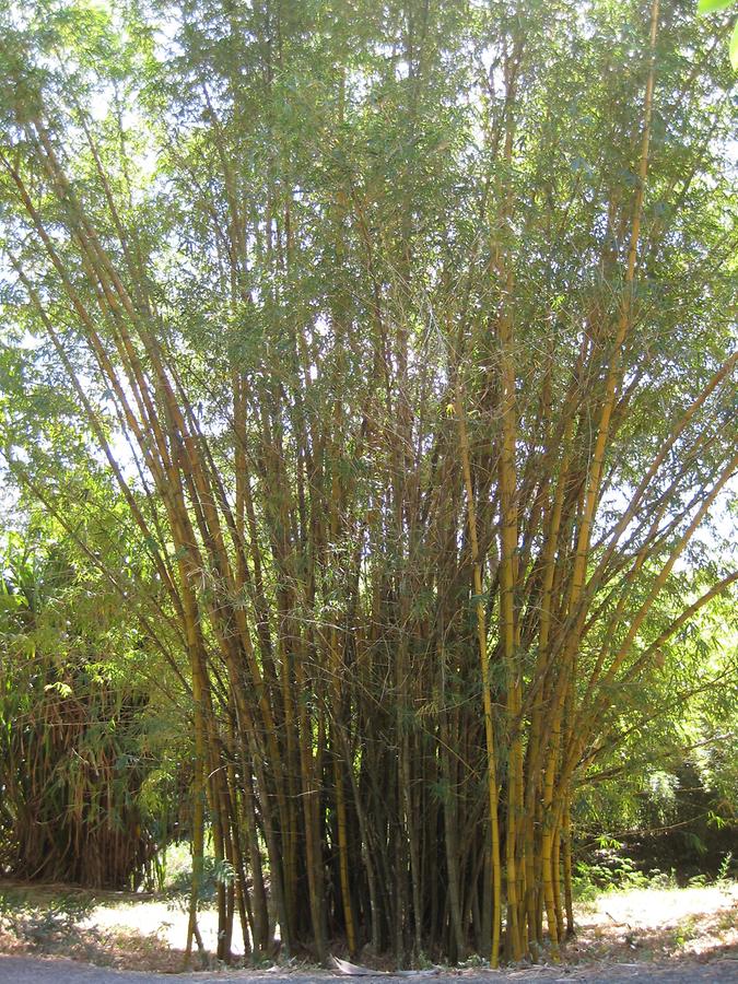 Cienfuegos - Jardin Botanico Soledad