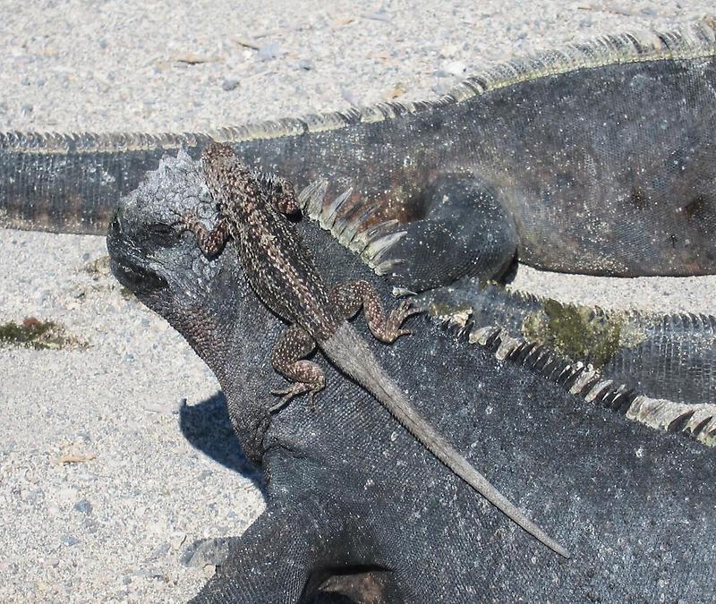 Marine Iguanas (2)