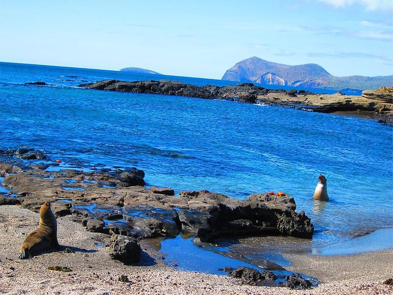 Galapagos Sea Lions (2)