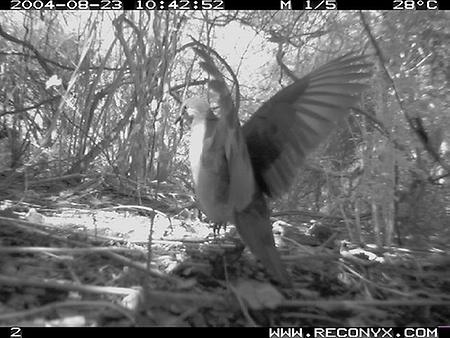 Grenada dove, Foto: source: Wikicommons unter CC 