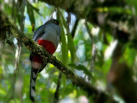 Hispaniolan trogon, Foto: source: Wikicommons unter CC 