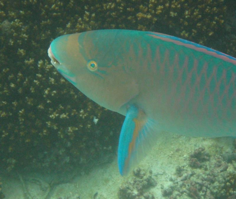 Parrot fish