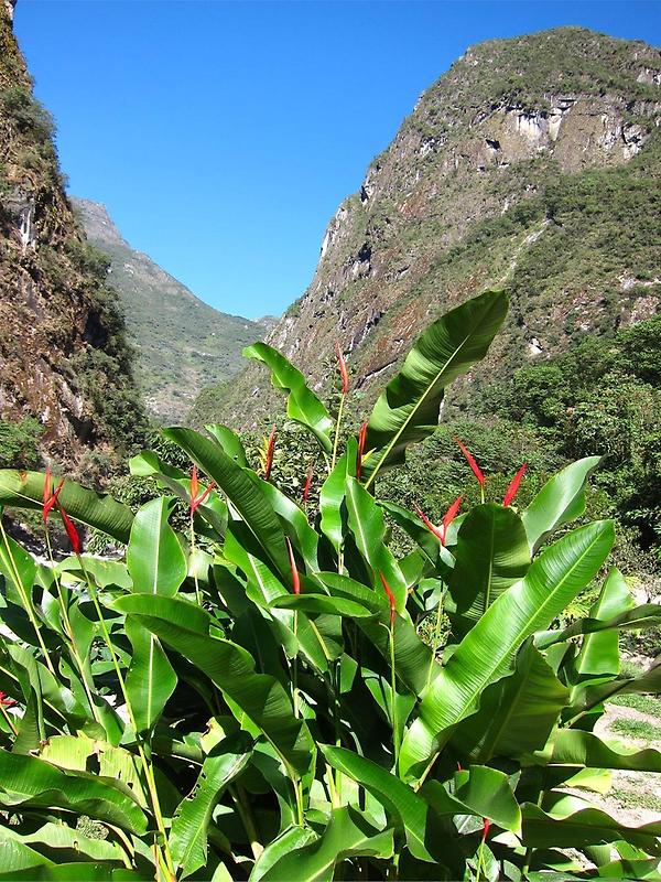 Paradise plants