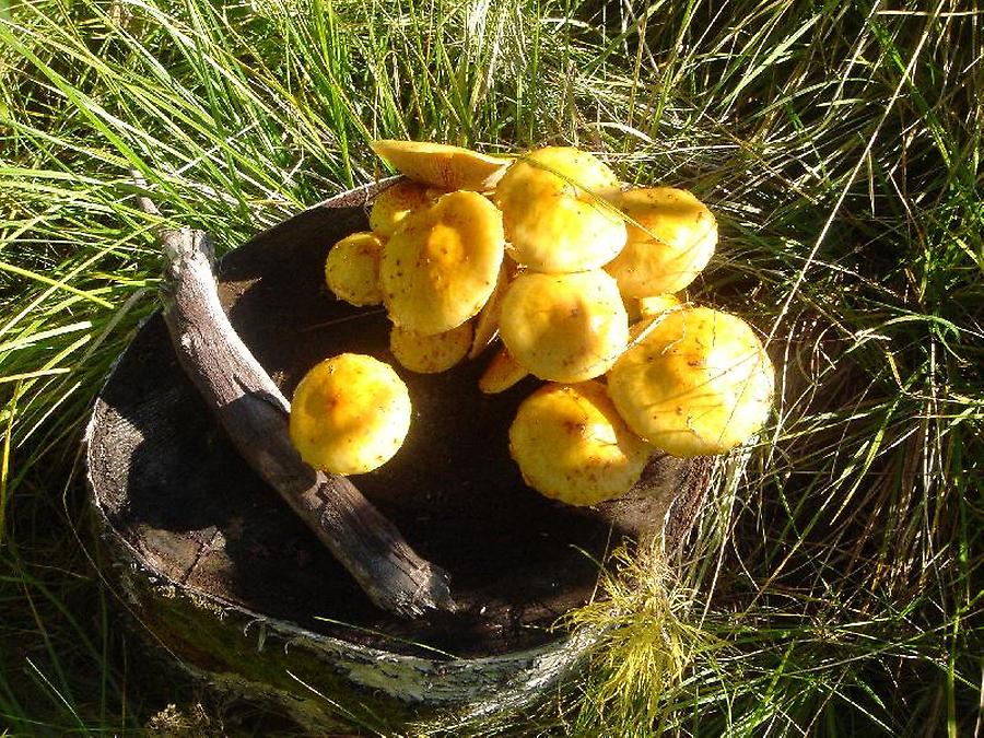 Mushrooms, Photo: H. Maurer, 2005