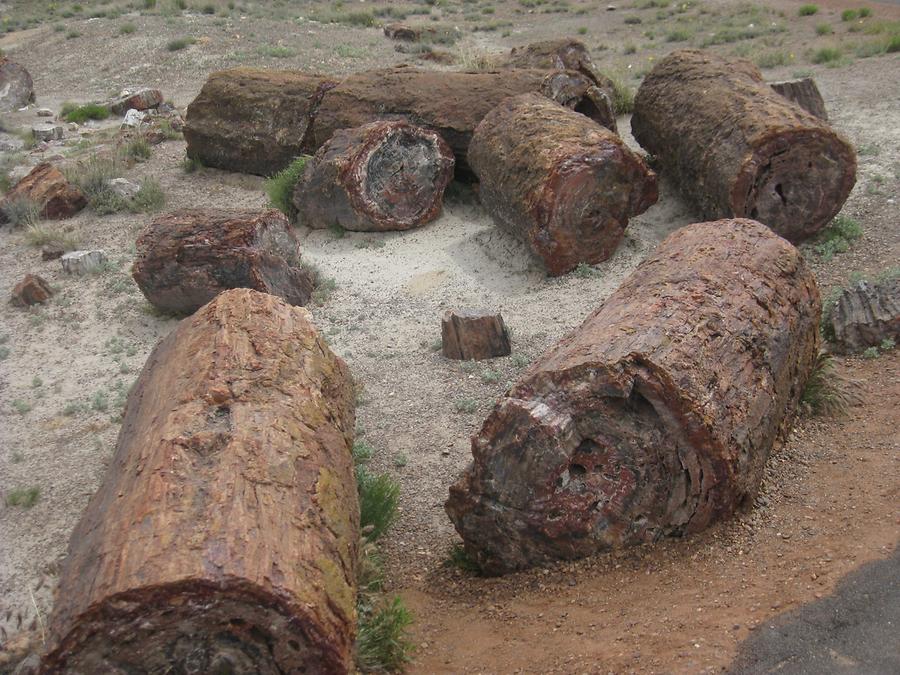 Petrified Forest Painted Desert National Park