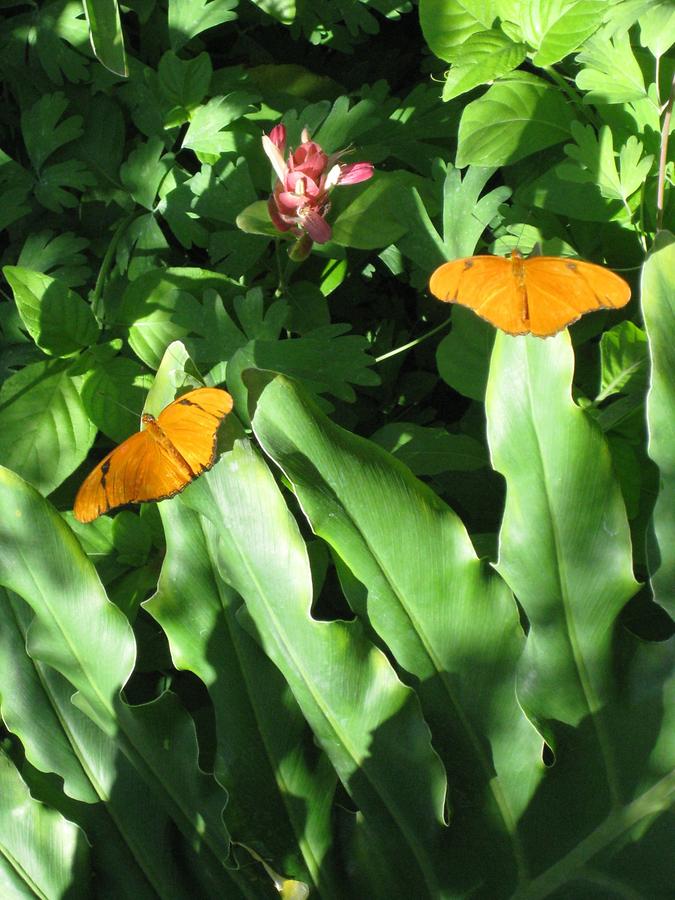 Phoenix Desert Botanical Garden