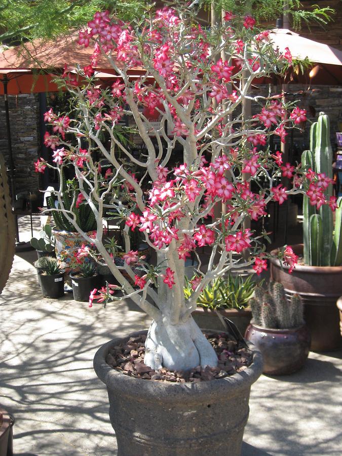 Phoenix Desert Botanical Garden