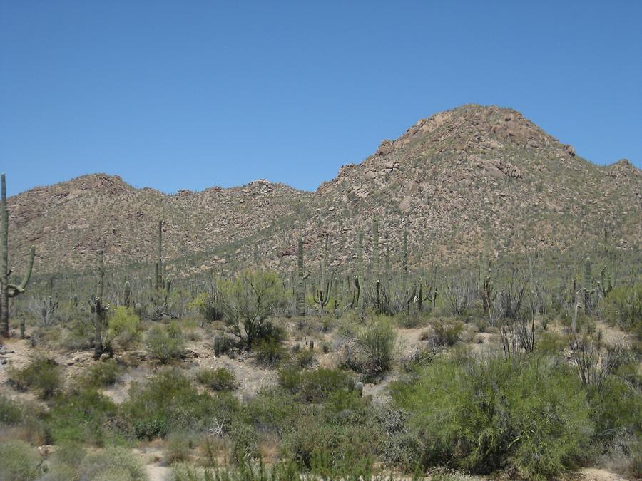 Saguaro National Park