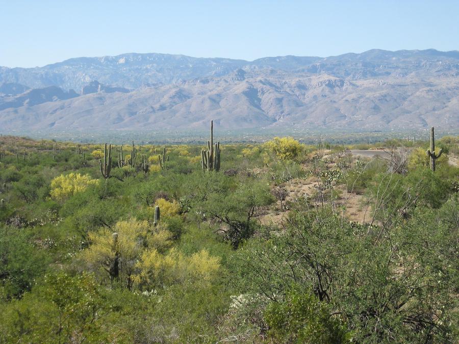 Saguaro National Park