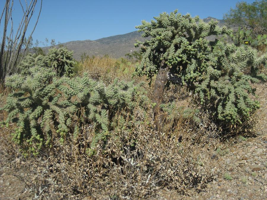 Saguaro National Park