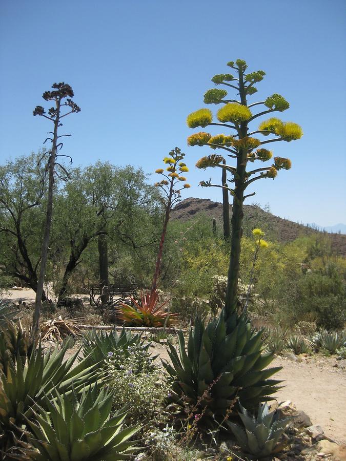 Tucson Arizona-Sonora Desert Museum