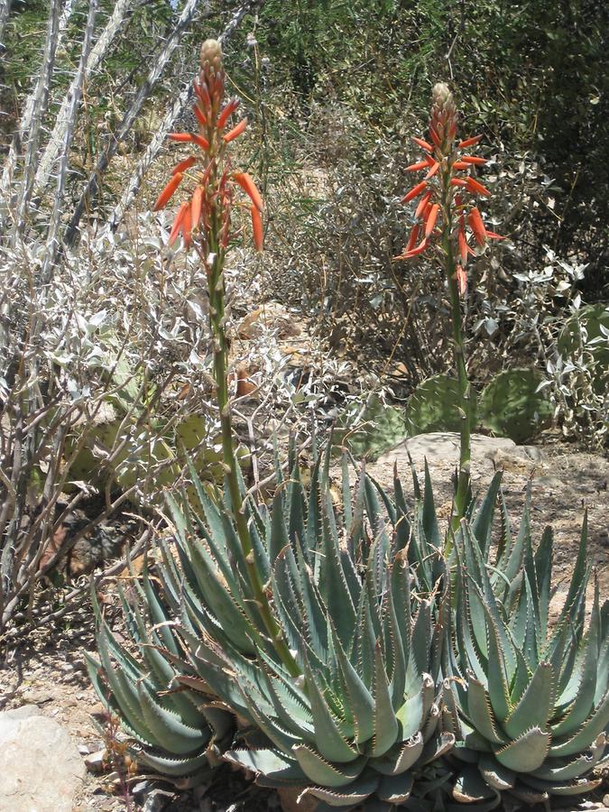 Tucson Arizona-Sonora Desert Museum