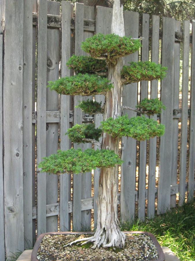 LA MA San Marino The Huntington Japanese Garden