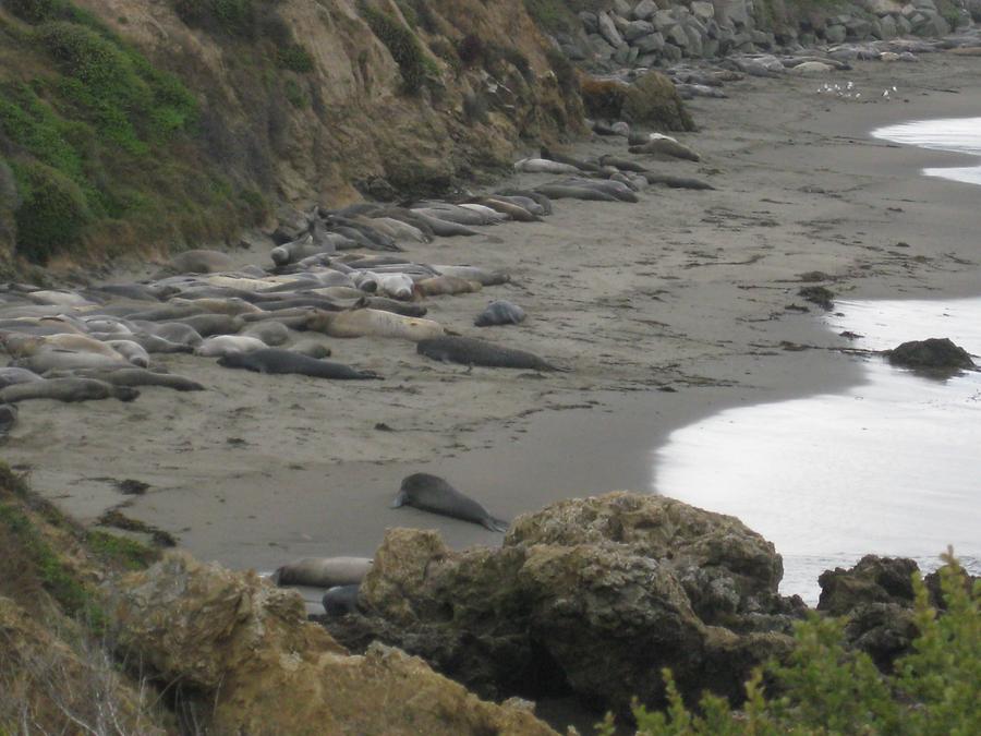 Big Sur Piedras Blancas Elephant Seal Beach