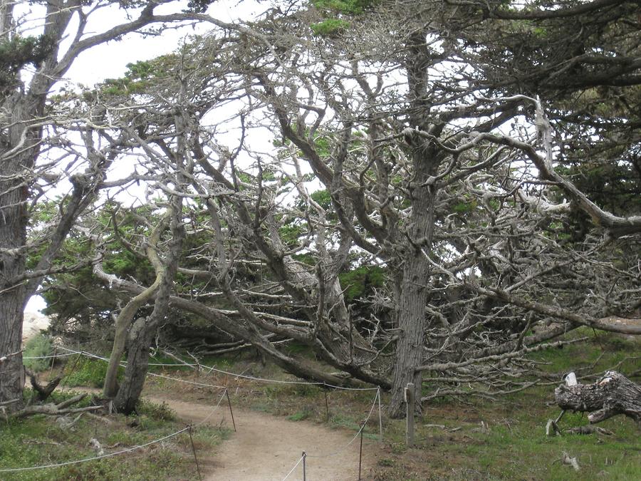 Big Sur Point Lobos