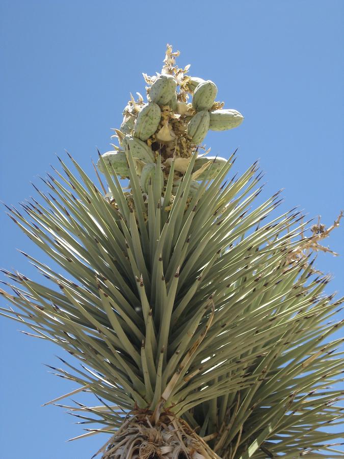 Joshua Tree National Park