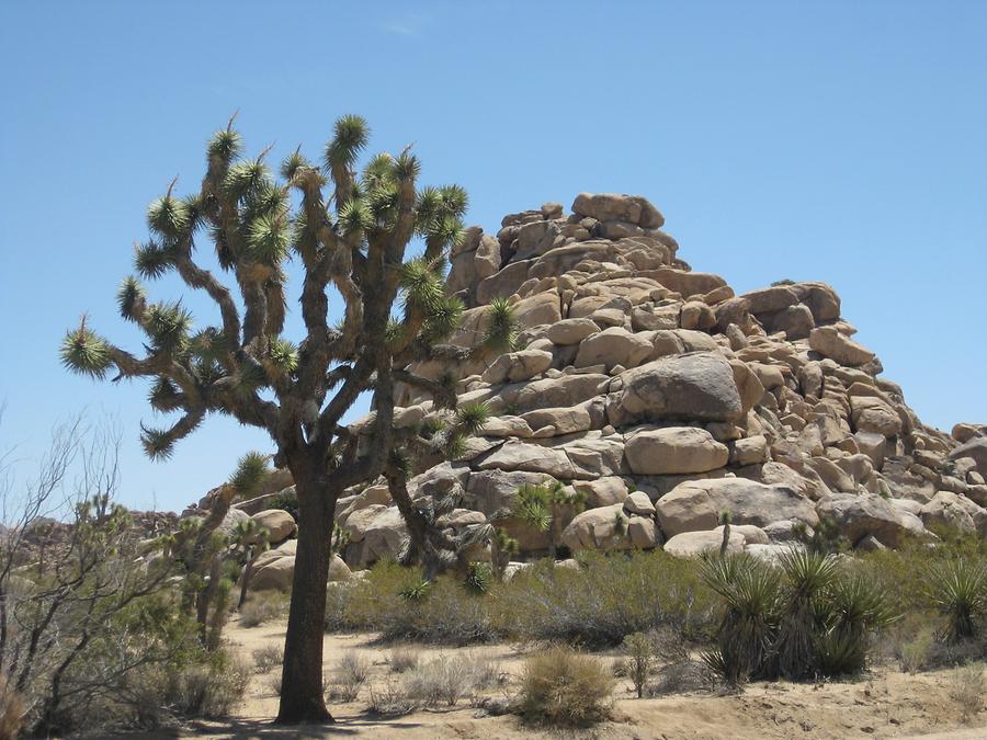 Joshua Tree National Park