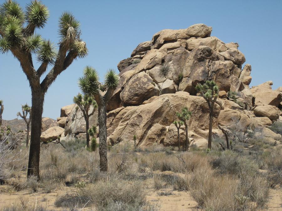 Joshua Tree National Park