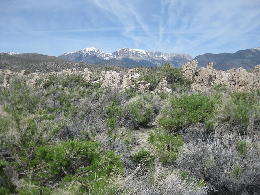 Mono Lake Tufa