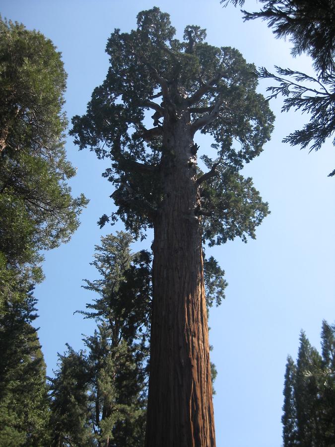 Sequoia Kings Canyon National Park General Grant