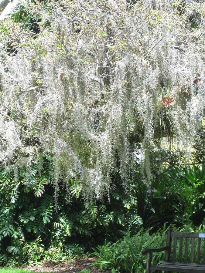 Sarasota Marie Selby Botanical Gardens